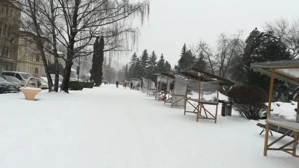 Cod portocaliu de ger, cod roşu la mărţişoare