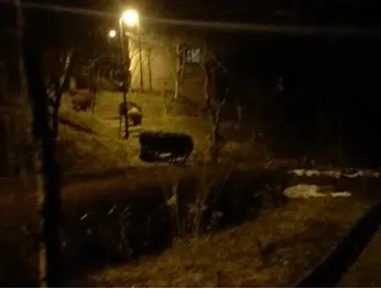 Mistreţii s-au apropiat periculos de oraş. Au coborât în turmă pe Dobrogeanu Gherea și Molidului