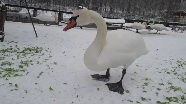 50 de braşoveni care îşi încarcă azi cardurile de călătorie pe liniile RATBV vor primi intrări gratuite la Zoo Braşov