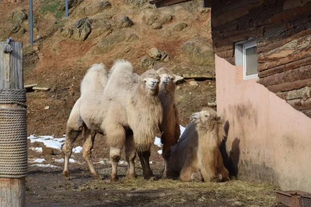 Bea şi Sandra, noile locatare de la Zoo Brașov. Parcul are acum 4 cămile albe, „concediate” de la Circul Globus 