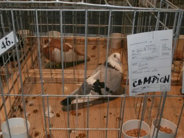 Curcile bronzate şi gâştele de Toulouse, vedetele unei expoziţii de animale şi păsări de rasă 