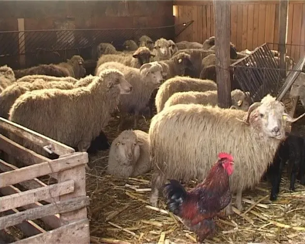 DSVSA atrage atenţia asupra condiţiilor în care trebuie ţinute animalele în zilele cu ninsoare şi ger