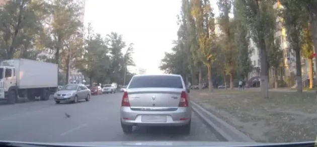 A picat examenul auto din cauză că nu a dat prioritate... porumbeilor