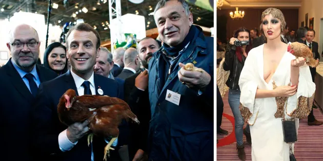 Găina românească la modă franţuzească