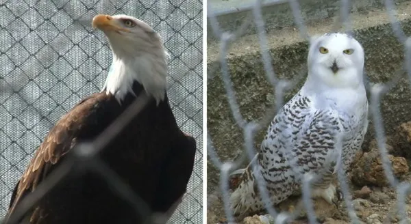 Vulturul simbol al SUA şi bufniţa din Harry Potter, noii locatari ai ZOO Braşov