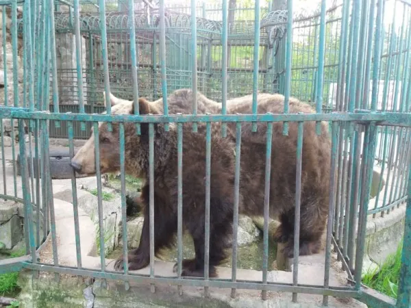 „Parcul cu urşi”, lichidat ieri, după 100 de ani