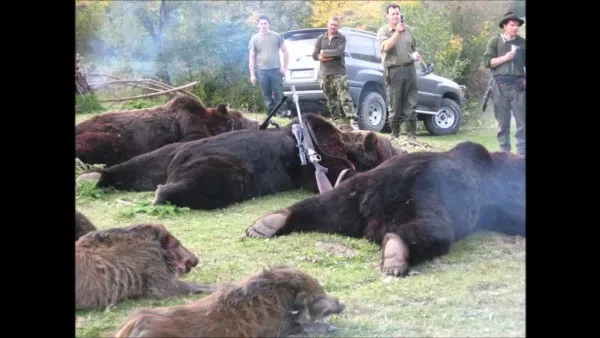 Planul Guvernului pentru conservarea populaţiei de urs brun. Activiştii de mediu susţin că proiectul vizează de fapt împuşcare urşilor pentru trofee