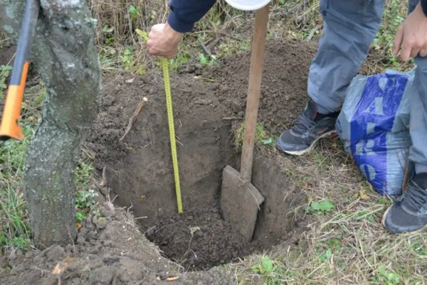 Pădurea-centenar se plantează la Braşov, săptămâna viitoare