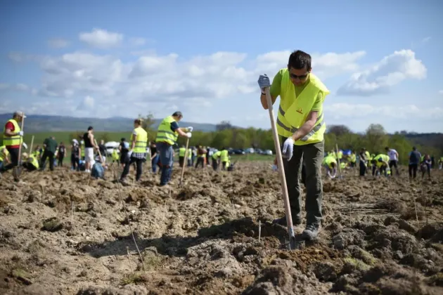 50.000 de puieţi de gorun, frasin şi paltin de munte plantaţi pe o fostă păşune din Dumbrăviţa
