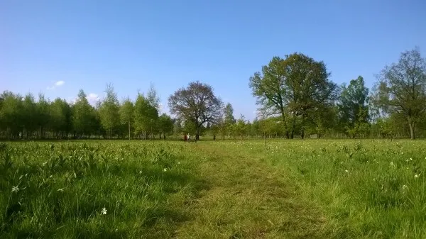 Primăvara care a fost ba iarnă, ba vară a lăsat Poiana Narciselor fără narcise