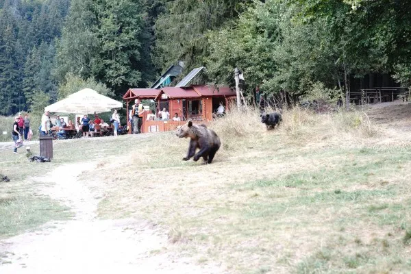 Ursul Mascotă de la Sfânta Ana ar putea fi mutat sau împuşcat