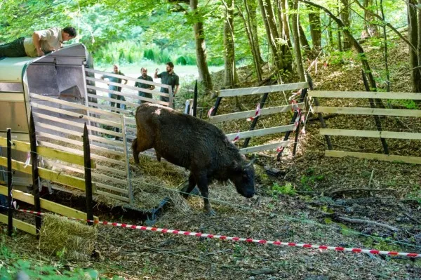 Rezervaţia de la Vama Buzăului a devenit „furnizor” de zimbri liberi