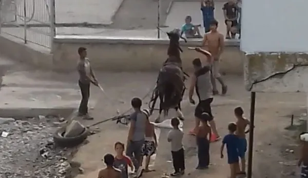 Filmaţi în timp ce băteau un cal