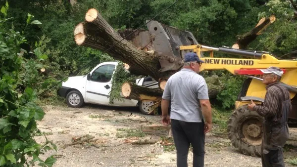 Cât a putut distruge copacul căzut „din senin” la Sâmbăta de Jos