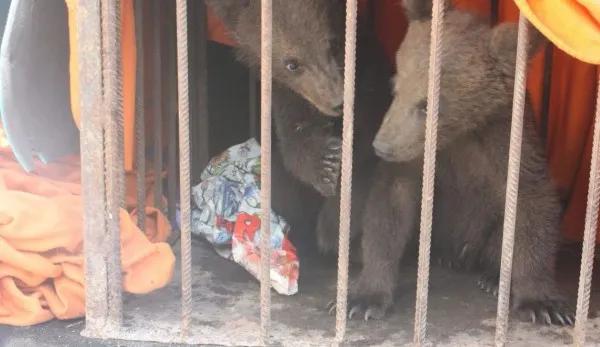 Ursuleţi rămaşi orfani după ce mama lor a murit lovită de tren