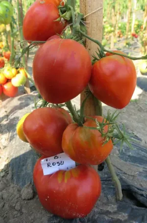 O cooperativă readuce pe piaţă soiul românesc de roşii „Inimă de bou”