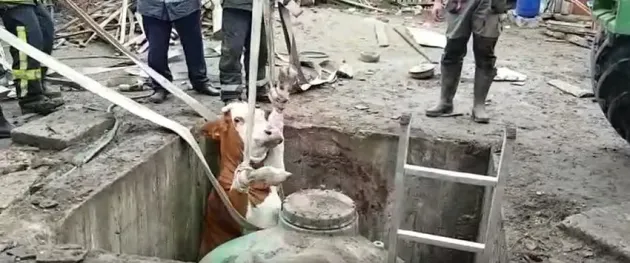 Vacă salvată din sistemul de canalizare a oraşului