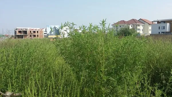 Otrava zeilor, „vărsată” în Bartolomeu şi Tractorul