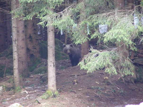 A fost împuşcat unul dintre urşii periculoşi de la Băile Tuşnad