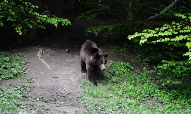 Trei atacuri de urs pe Valea Cerbului din Bucegi, în doar două zile