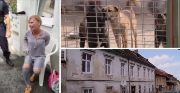Nouă câini tranchilizaţi şi stăpâna lor încătuşată