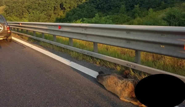 DRDP Brașov anunță măsuri după moartea celor doi urși pe autostradă, la Sibiu