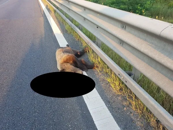 Autostrăzile din România ucid urşi