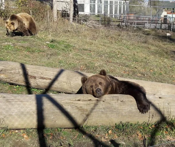 Urșii de la Zoo Brașov și-au atacat îngrijitorii. Angajații nu ar fi respectat procedurile, arată conducerea