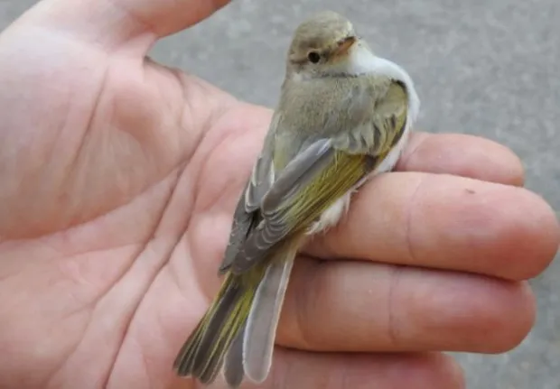 O nouă specie de pitulice a fost descoperită în România