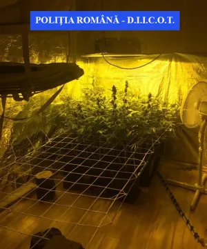Cultură de cannabis, „culeasă” de poliţişti şi procurori