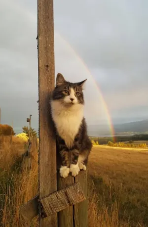 Oraşul care a interzis locuitorilor să ţină pisici ca animale de companie