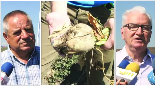 O nouă scumpire anunţată de la Braşov: Preţul zahărului va creşte 