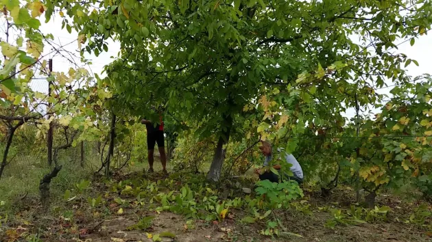 Ziua Crucii: De ce nu ai voie să mănânci nuci pe 14 septembrie