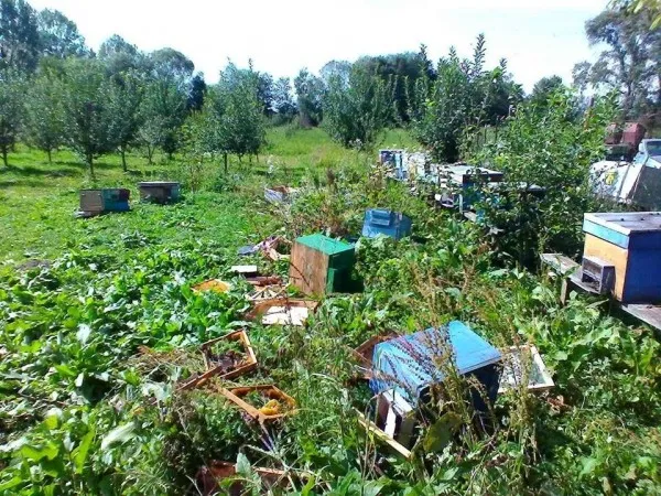 Un urs a dat iama în stupii unei familii din Copăcel