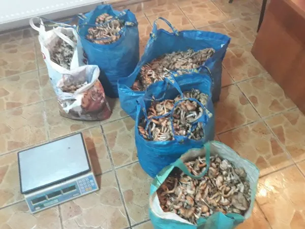 Ca ciupercile după ploaie