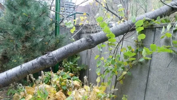 Copaci dărâmaţi de vânt, la Braşov şi la Sfântu Gheorghe