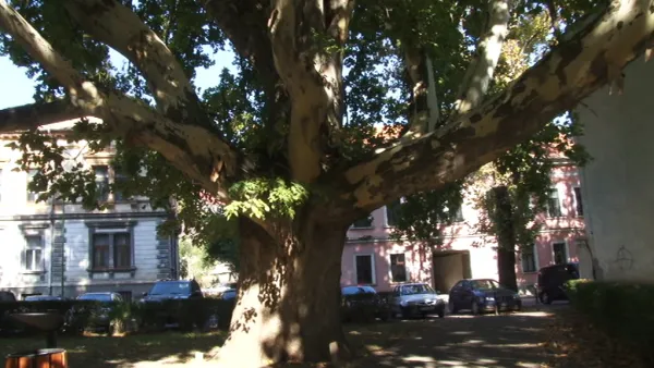 Un „bunic” de trei secole care creşte patru „nepoţi” şi o urzică