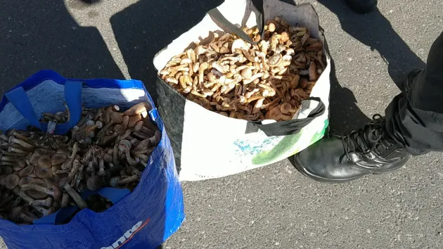 Amendat pentru că vindea pe stradă ghebele culese din pădure