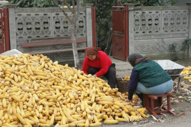 România înregistrează cel mai bun rezultat agricol din istorie