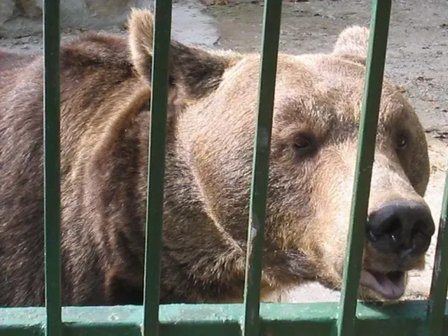 Ursul cu numărul 102 vine la Zărneşti. Are 26 de ani şi e din Neamț, crescut lângă zimbri