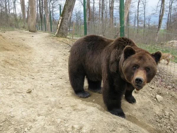 Max, cel mai iubit urs de la Libearty, a murit