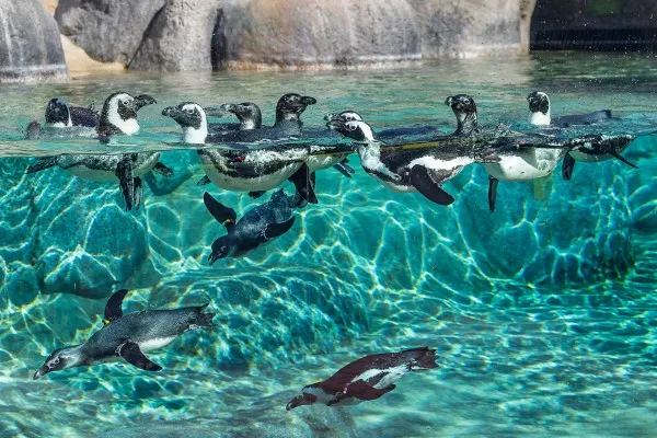 Casă de 3,6 milioane de euro, pentru pinguinii şi focile de la Braşov. Animalele vor putea fi văzute şi de sub apă