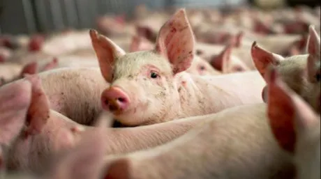 Punct de control rutier la Fundata pentru prevenirea pestei porcine