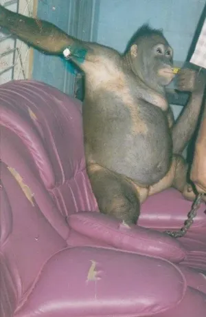 Care-i om şi care-i animal?
