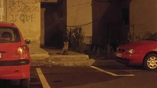 Vulpea, tot mai prezentă în cartierele Făgăraşului
