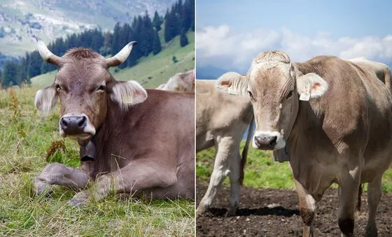 Vite cu sau fără coarne?