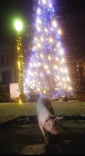 Un porc a făcut senzaţie în Râşnov 