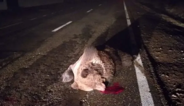 Cu ursul, ca la popice pe DN10: Animalul de 300 kg, aruncat dintr-o maşină într-alta