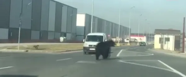 Urs pe şantier, ziua-n amiaza mare!