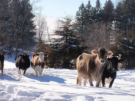 ANSVSA recomandă protejarea animalelor în perioadele de ger, vânt puternic şi ninsori masive